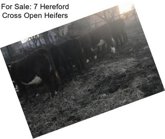 For Sale: 7 Hereford Cross Open Heifers