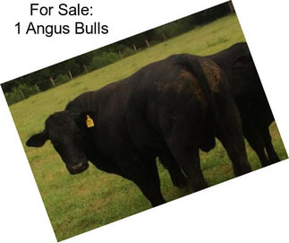 For Sale: 1 Angus Bulls