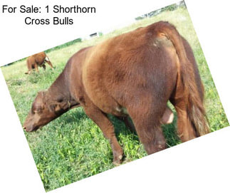 For Sale: 1 Shorthorn Cross Bulls