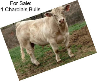 For Sale: 1 Charolais Bulls