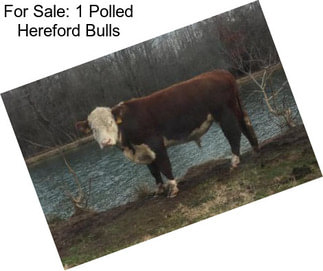 For Sale: 1 Polled Hereford Bulls