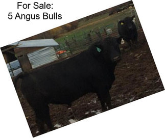 For Sale: 5 Angus Bulls