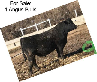 For Sale: 1 Angus Bulls