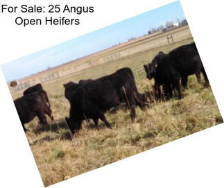 For Sale: 25 Angus Open Heifers