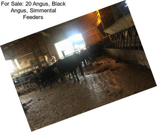 For Sale: 20 Angus, Black Angus, Simmental Feeders