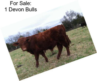 For Sale: 1 Devon Bulls