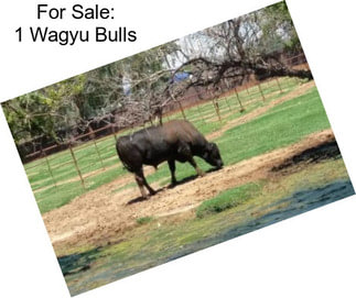 For Sale: 1 Wagyu Bulls