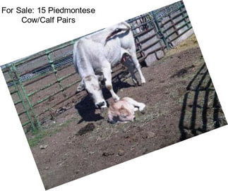 For Sale: 15 Piedmontese Cow/Calf Pairs