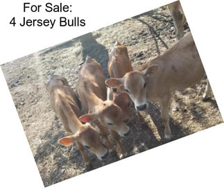 For Sale: 4 Jersey Bulls