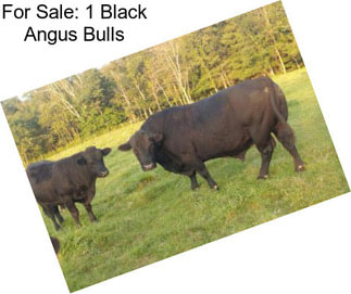 For Sale: 1 Black Angus Bulls