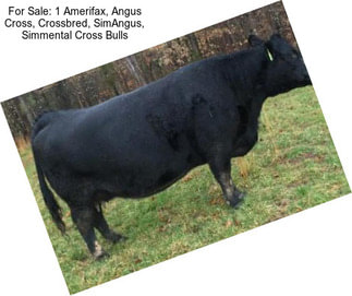 For Sale: 1 Amerifax, Angus Cross, Crossbred, SimAngus, Simmental Cross Bulls