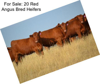 For Sale: 20 Red Angus Bred Heifers