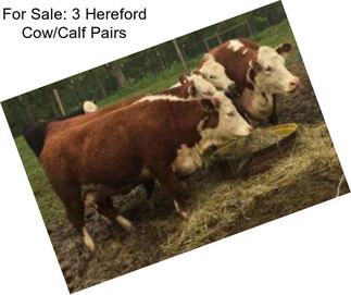 For Sale: 3 Hereford Cow/Calf Pairs