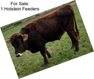 For Sale: 1 Holstein Feeders