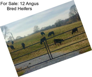 For Sale: 12 Angus Bred Heifers
