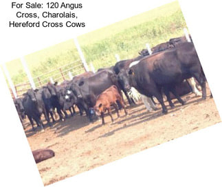 For Sale: 120 Angus Cross, Charolais, Hereford Cross Cows