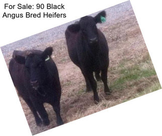 For Sale: 90 Black Angus Bred Heifers