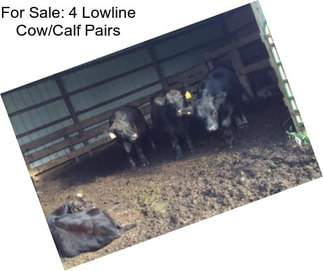 For Sale: 4 Lowline Cow/Calf Pairs