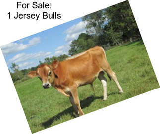 For Sale: 1 Jersey Bulls