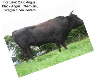 For Sale: 2000 Angus, Black Angus, Charolais, Wagyu Open Heifers