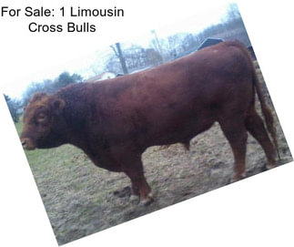 For Sale: 1 Limousin Cross Bulls