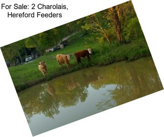 For Sale: 2 Charolais, Hereford Feeders