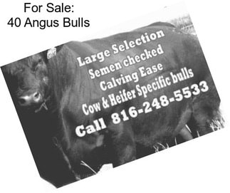 For Sale: 40 Angus Bulls