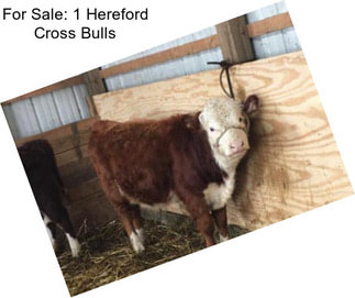 For Sale: 1 Hereford Cross Bulls