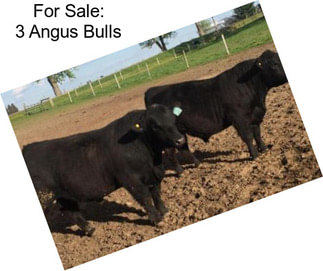 For Sale: 3 Angus Bulls