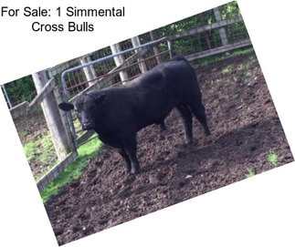 For Sale: 1 Simmental Cross Bulls