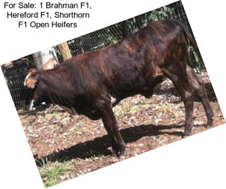 For Sale: 1 Brahman F1, Hereford F1, Shorthorn F1 Open Heifers