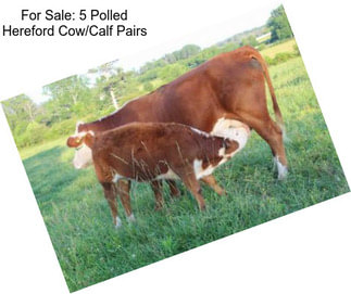 For Sale: 5 Polled Hereford Cow/Calf Pairs