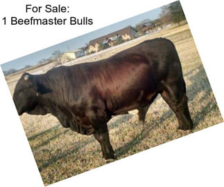 For Sale: 1 Beefmaster Bulls