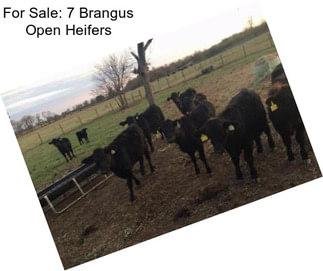 For Sale: 7 Brangus Open Heifers