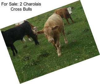 For Sale: 2 Charolais Cross Bulls