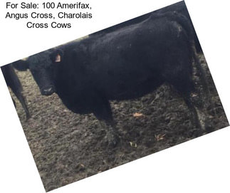 For Sale: 100 Amerifax, Angus Cross, Charolais Cross Cows