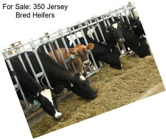 For Sale: 350 Jersey Bred Heifers