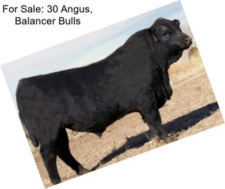 For Sale: 30 Angus, Balancer Bulls