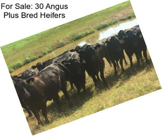 For Sale: 30 Angus Plus Bred Heifers