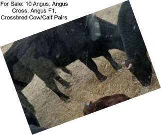 For Sale: 10 Angus, Angus Cross, Angus F1, Crossbred Cow/Calf Pairs