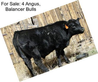 For Sale: 4 Angus, Balancer Bulls