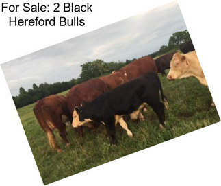 For Sale: 2 Black Hereford Bulls