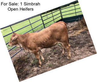 For Sale: 1 Simbrah Open Heifers