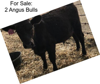 For Sale: 2 Angus Bulls