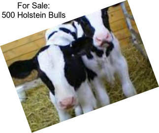 For Sale: 500 Holstein Bulls