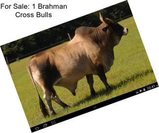 For Sale: 1 Brahman Cross Bulls