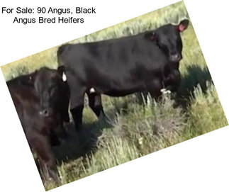 For Sale: 90 Angus, Black Angus Bred Heifers