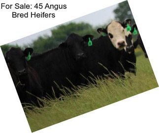 For Sale: 45 Angus Bred Heifers