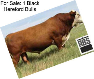 For Sale: 1 Black Hereford Bulls