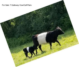 For Sale: 7 Galloway Cow/Calf Pairs